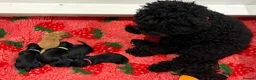 Australian Labradoodle dogs for sale: Multigenerational Australian labradoodles  - Advert 31