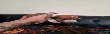 Mixed Breed 4