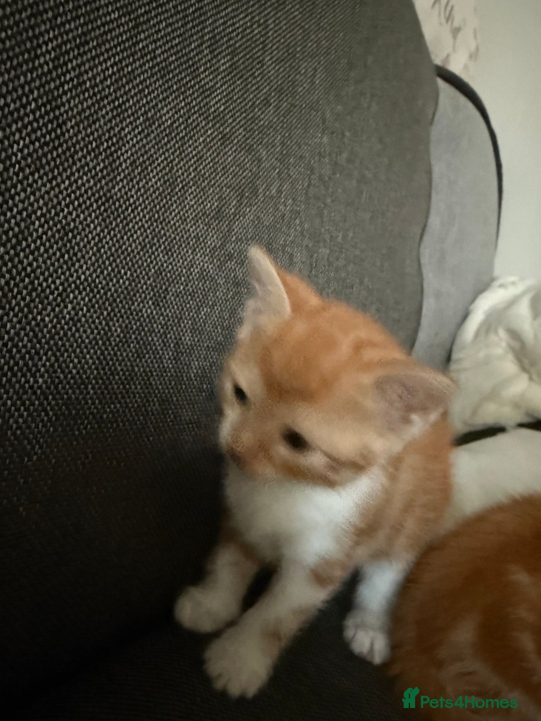 Domestic Shorthair cats for sale: Orage Kittens - Advert 10