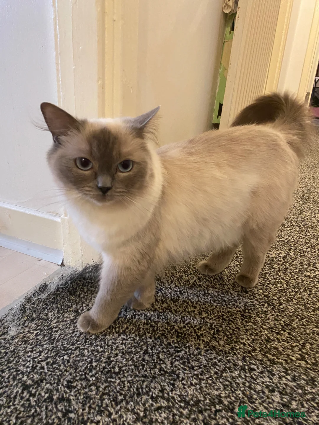 Ragdoll cats for sale: beautiful gentle girl - Advert 1