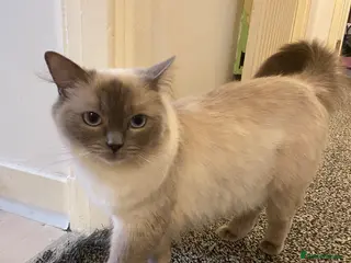 Ragdoll cats beautiful gentle girl - Advert 2