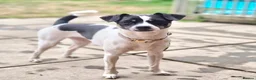 Mixed Breed dogs for sale: Gorgeous little girl in need of a forever home - Advert 16