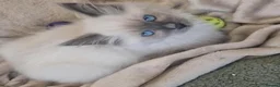 Ragdoll cats for sale: RAGDOLL KITTENS READY NOW  - Advert 9