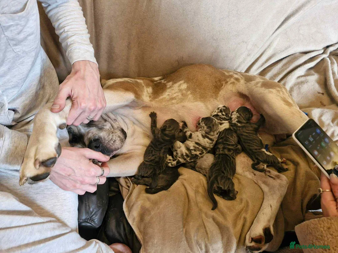 Cane Corso dogs for sale: Champion Bloodline Cane Corso Pups - Advert 16