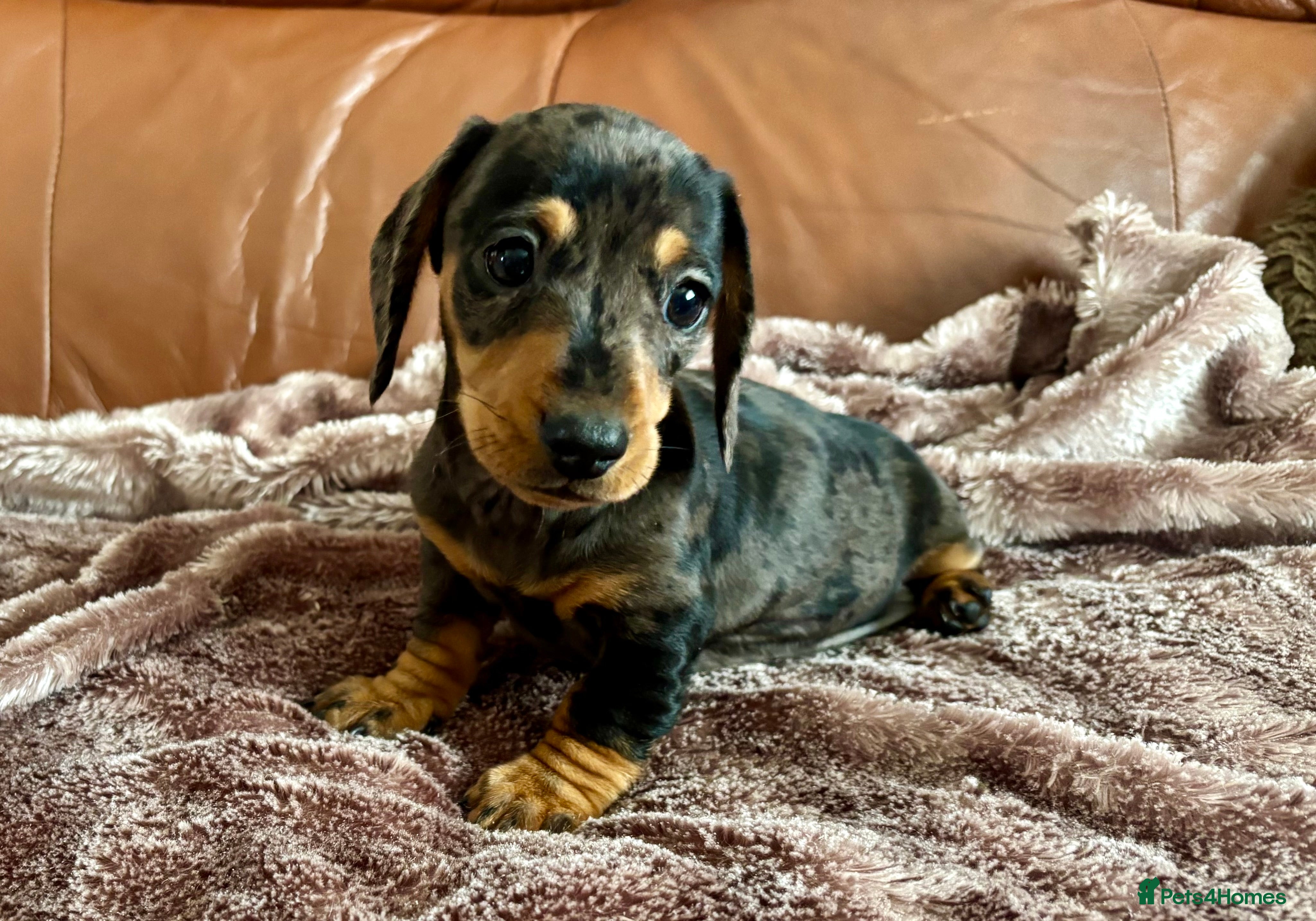 Miniature Dachshund dogs 3 Female Miniature Dachshund puppies for sale! - Advert 6