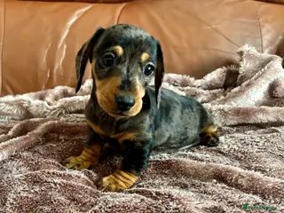 Miniature Dachshund dogs 3 Female Miniature Dachshund puppies for sale! - Advert 6