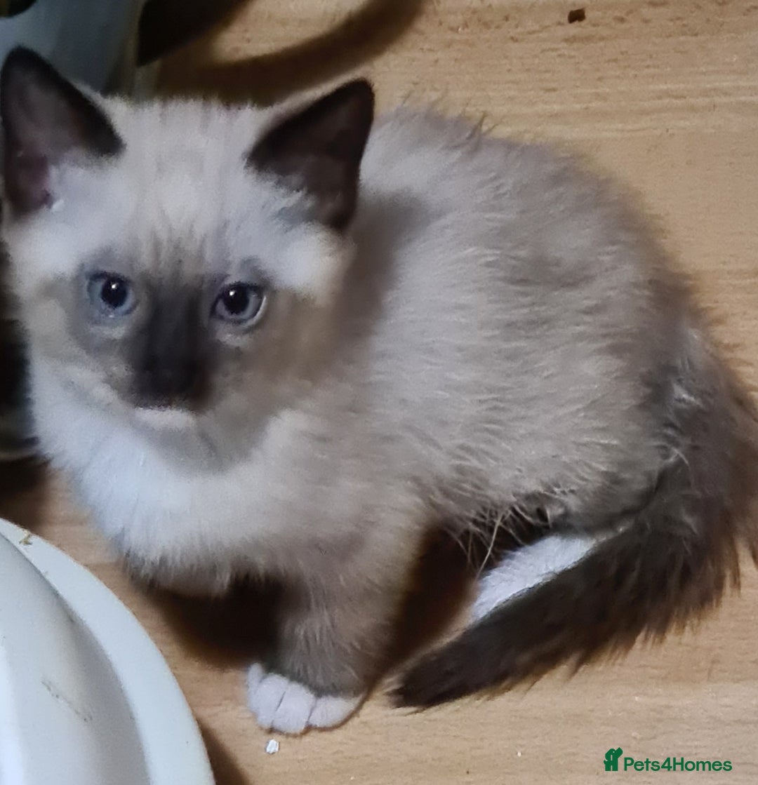 British Shorthair cats for sale: Female Kitten  - Image 1
