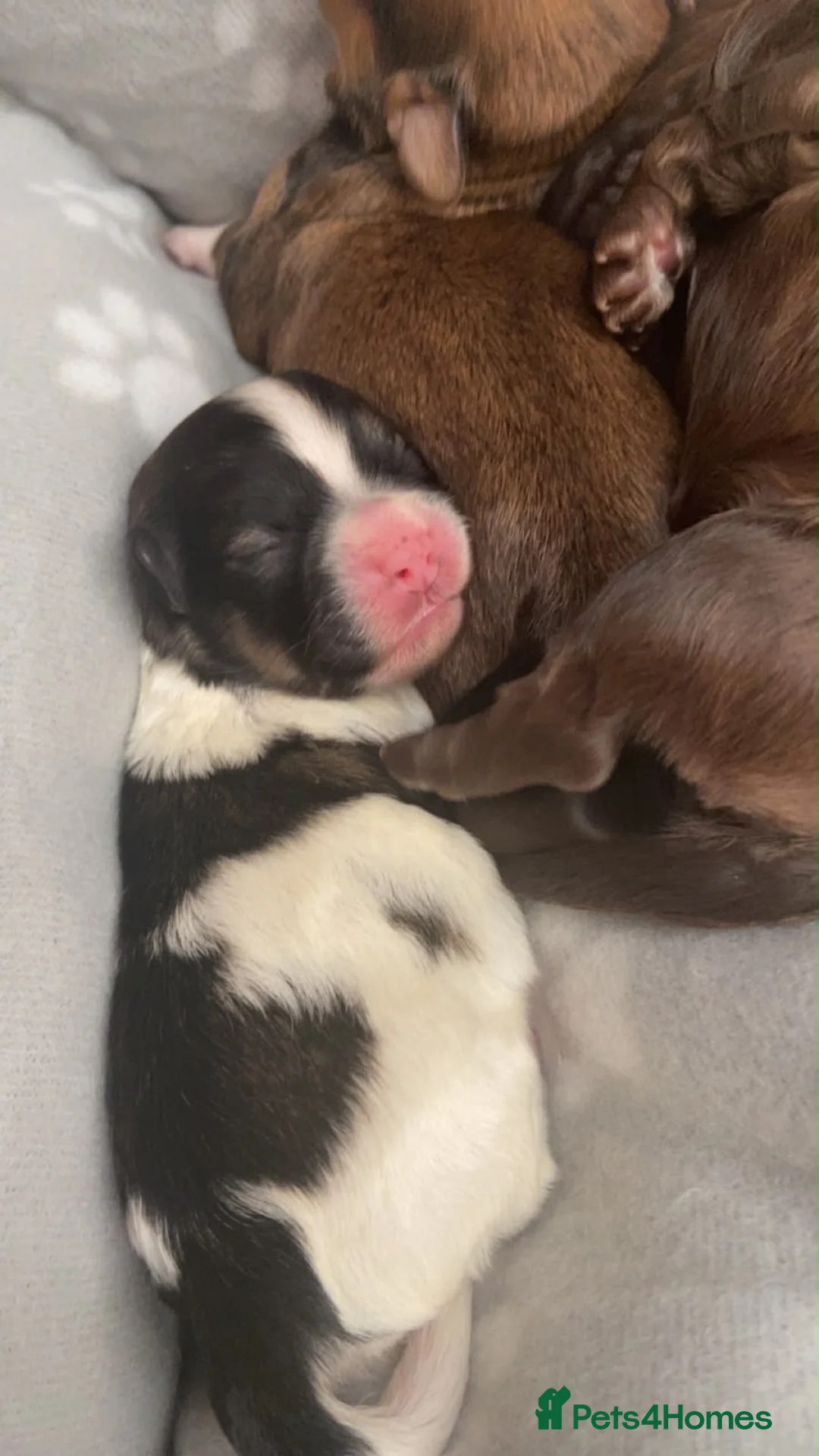 Havanese dogs for sale: 🩷BEAUTIFUL HAVENESE PUPPY’S🩵 in Lincoln - Advert 16