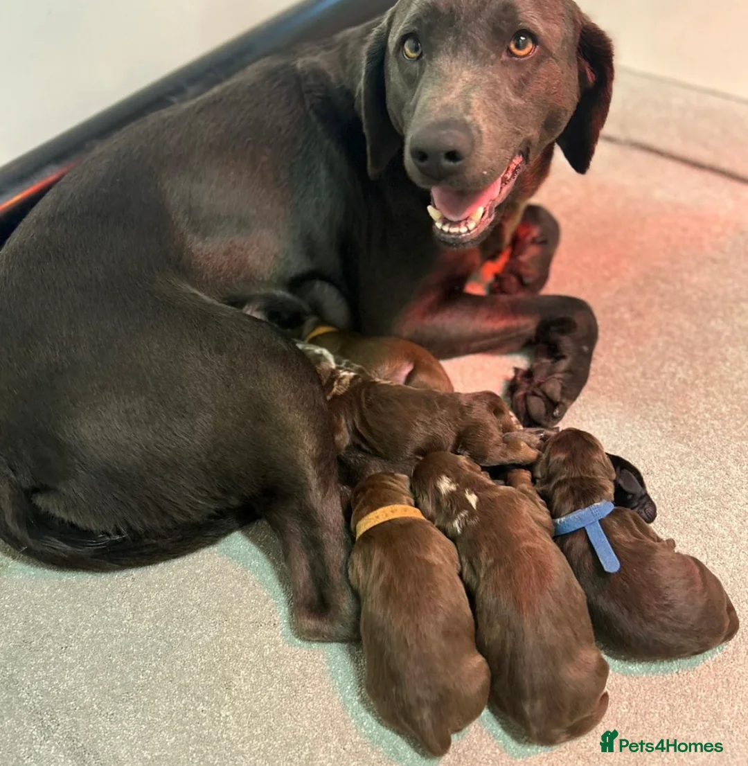 Labradoodle dogs for sale: Chocolate Merle Labradoodle Babies 🐾🐾🐾 - Advert 23