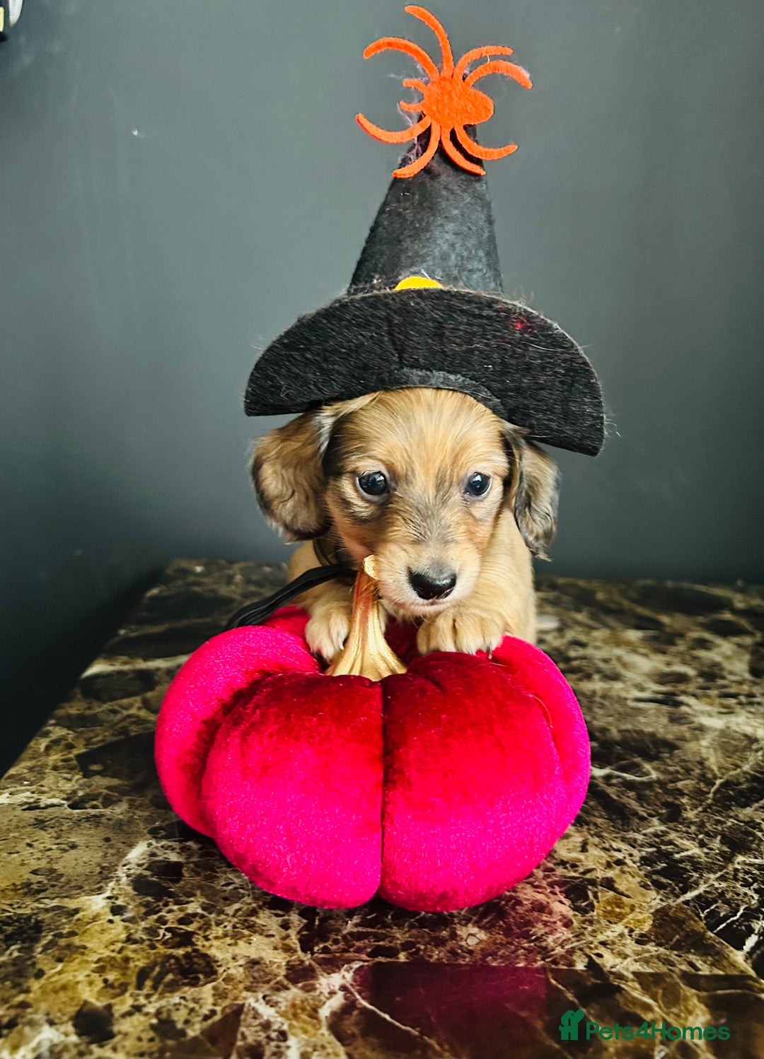 Miniature Dachshund dogs for sale: Cream Litter 5 Star Breeder ⭐️⭐️⭐️⭐️⭐️  - Image 15