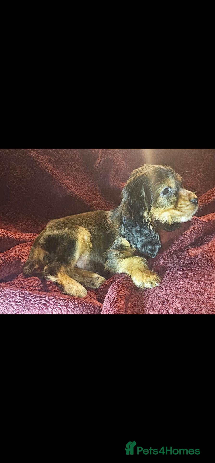 Cocker Spaniel dogs KC Show Type cocker spaniel puppies  - Advert 1