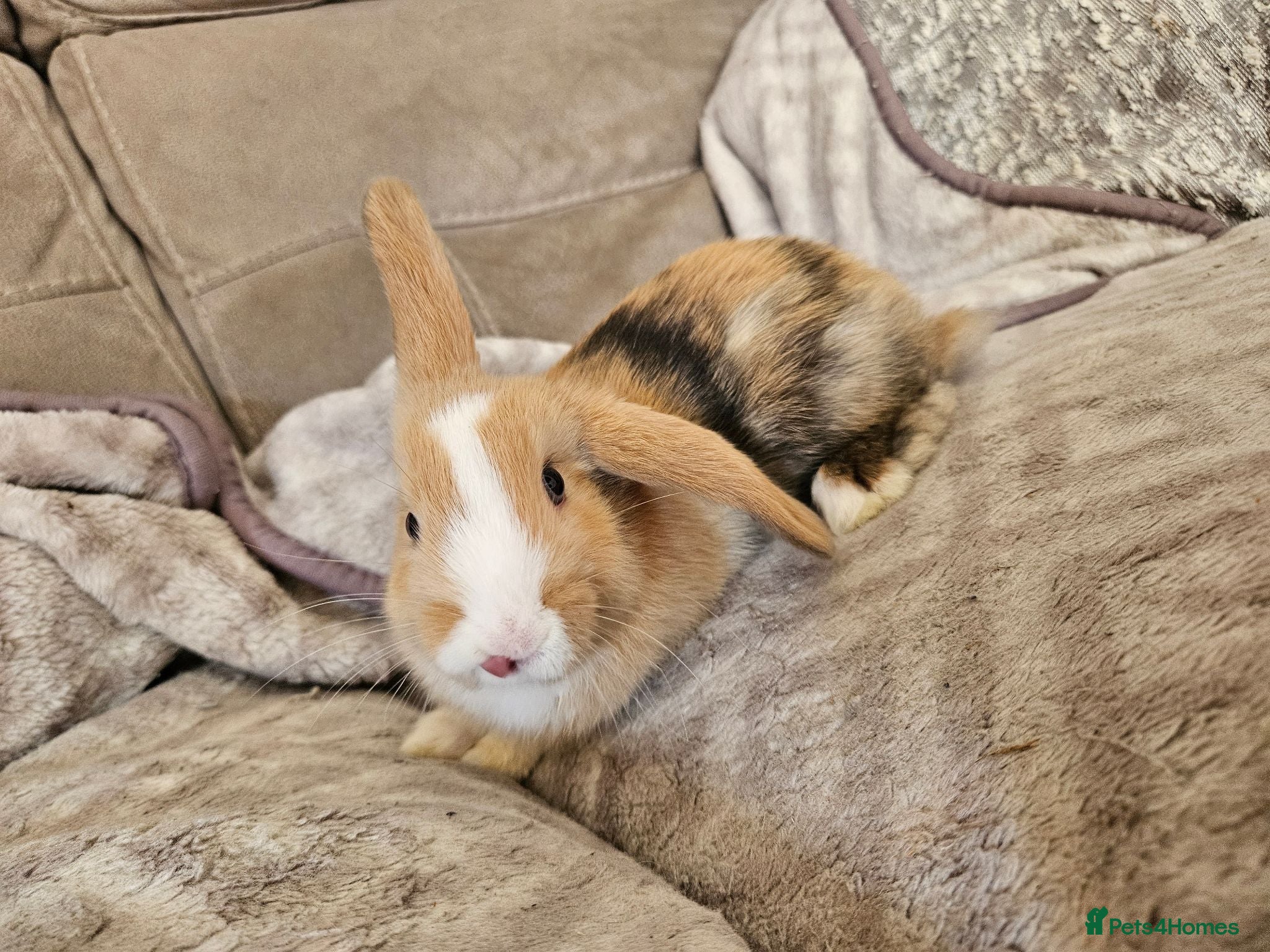 Mini Lop rabbits Baby minilop doe  - Advert 1