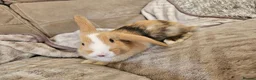 Mini Lop rabbits for sale: Baby minilop doe  - Advert 1