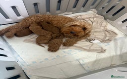 Cockapoo dogs for sale: Gorgeous Red Cockapoo Puppies  - Image 2