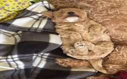 Maltipoo dogs for sale: F1 Maltipoo little boy 💙 - Image 4