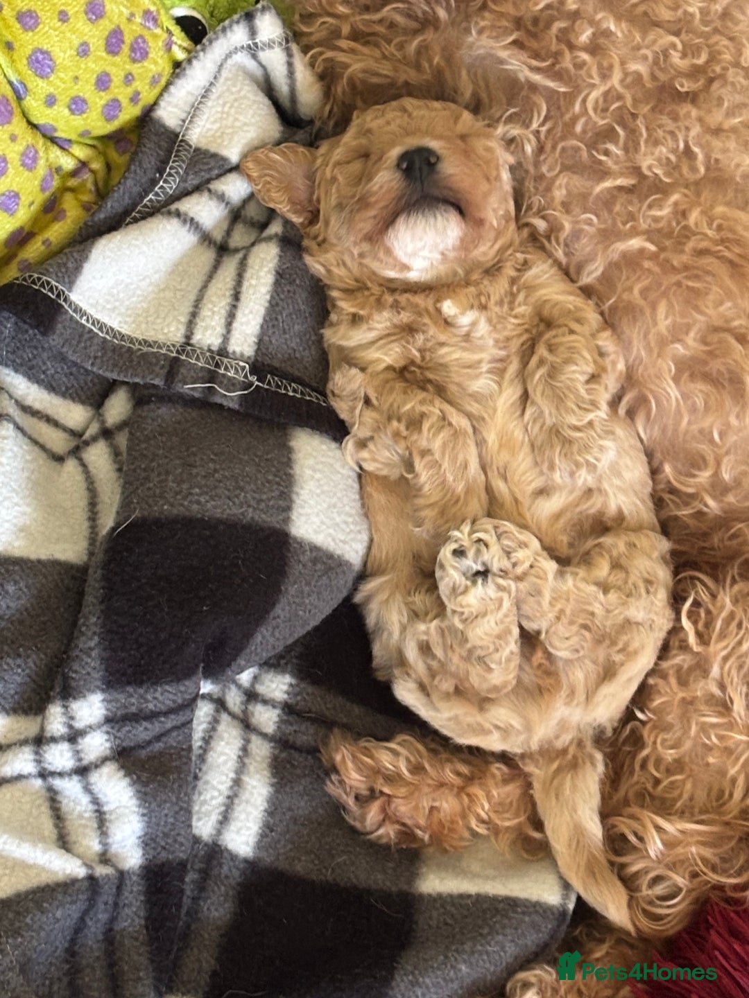 Maltipoo dogs for sale: F1 Maltipoo little boy 💙 - Image 4