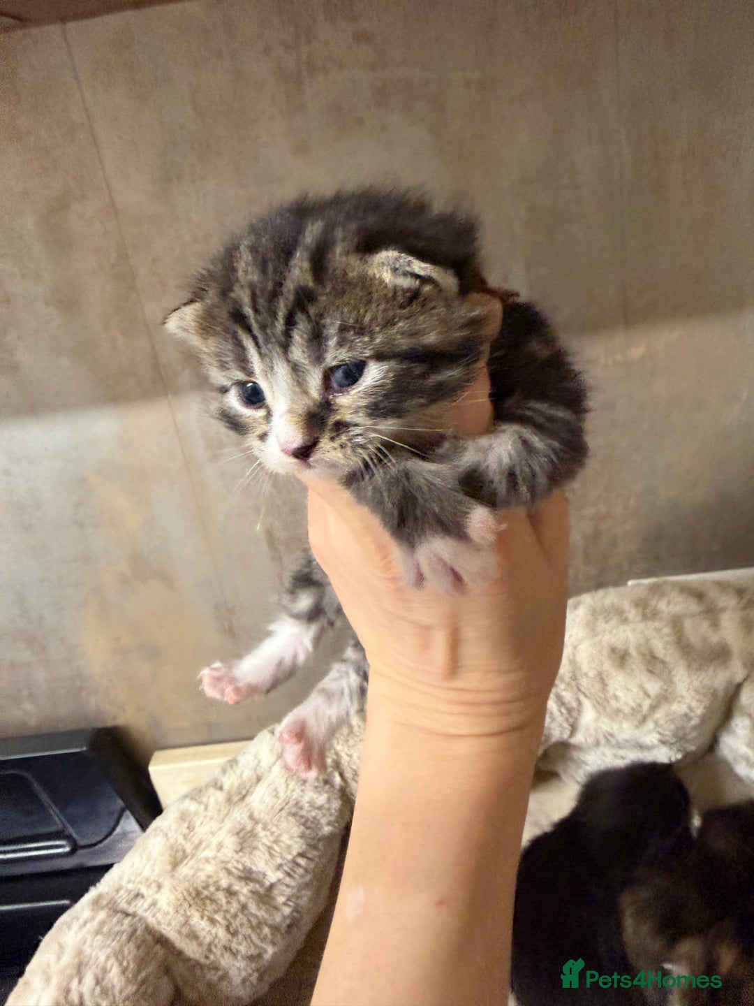 British Shorthair cats for sale: Adorable Kittens, Will be Ready from 22 December! - Advert 20