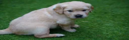 Golden Retriever dogs for sale: KC Registered Golden Retriever Puppies - Advert 8