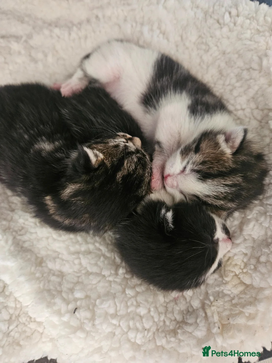 Maine Coon cats for sale: Maine coon mix kittens - Advert 2