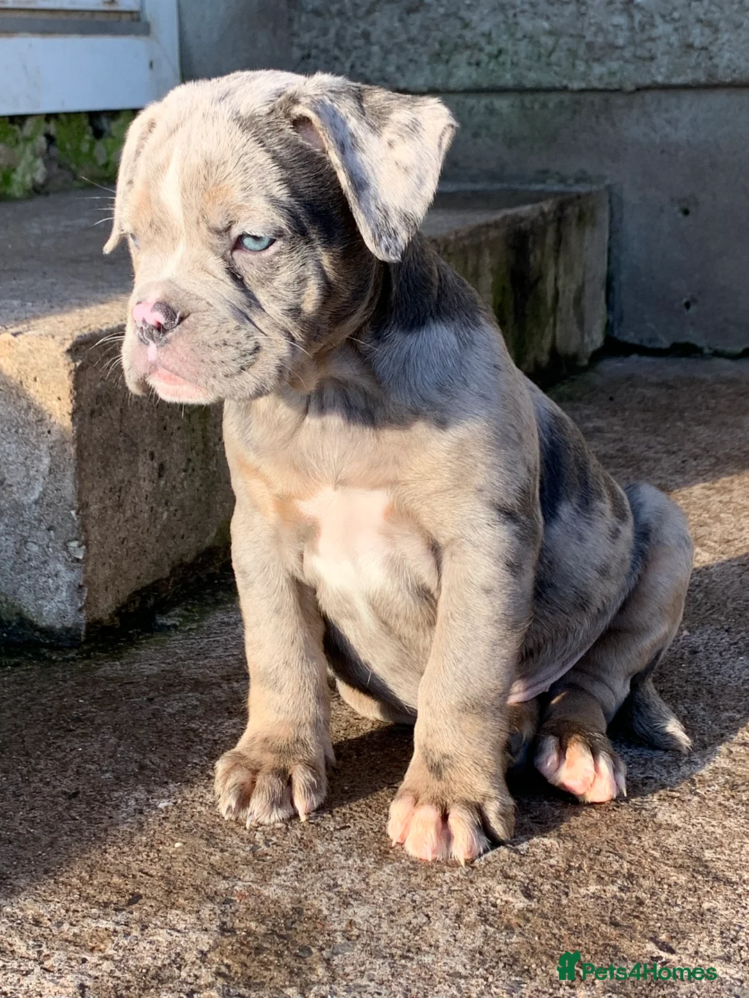 Olde English Bulldogge dogs for sale: Olde English bulldogges generational  - Advert 25