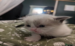 Ragdoll cats for sale: ragdoll kittens (only 1 boy left main picture) - Image 20