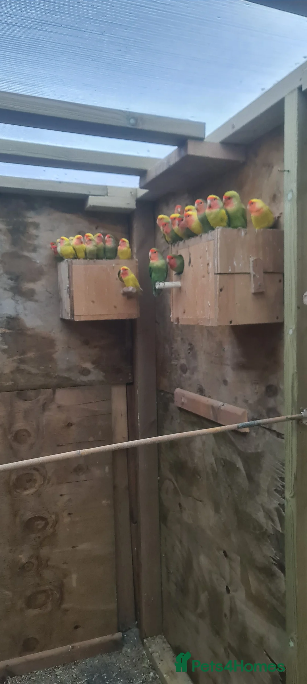 Lovebirds birds for sale: Lovebird  in Slough - Advert 2