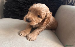 Cockapoo dogs for sale: Cockapoos x 5 2 girls 3 boys f1 - Image 22