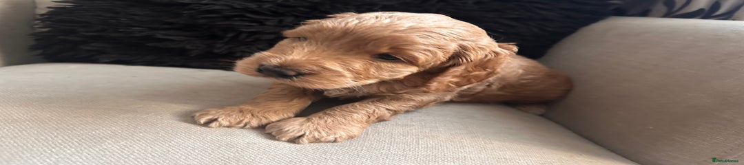 Cockapoo Puppy 3