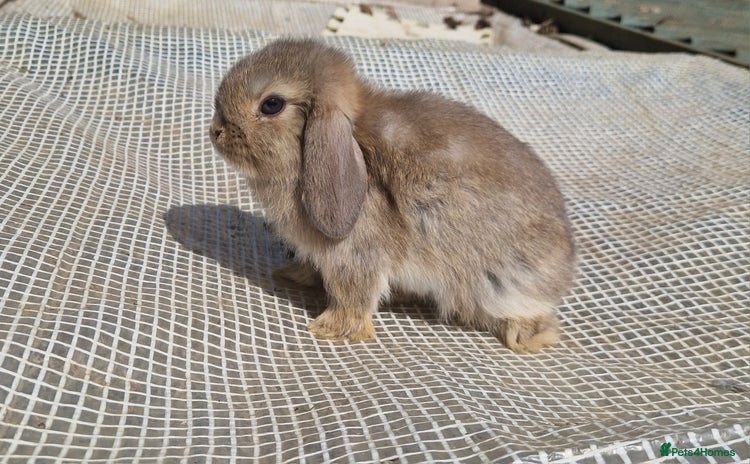 Mini Lop rabbits - Advert 7