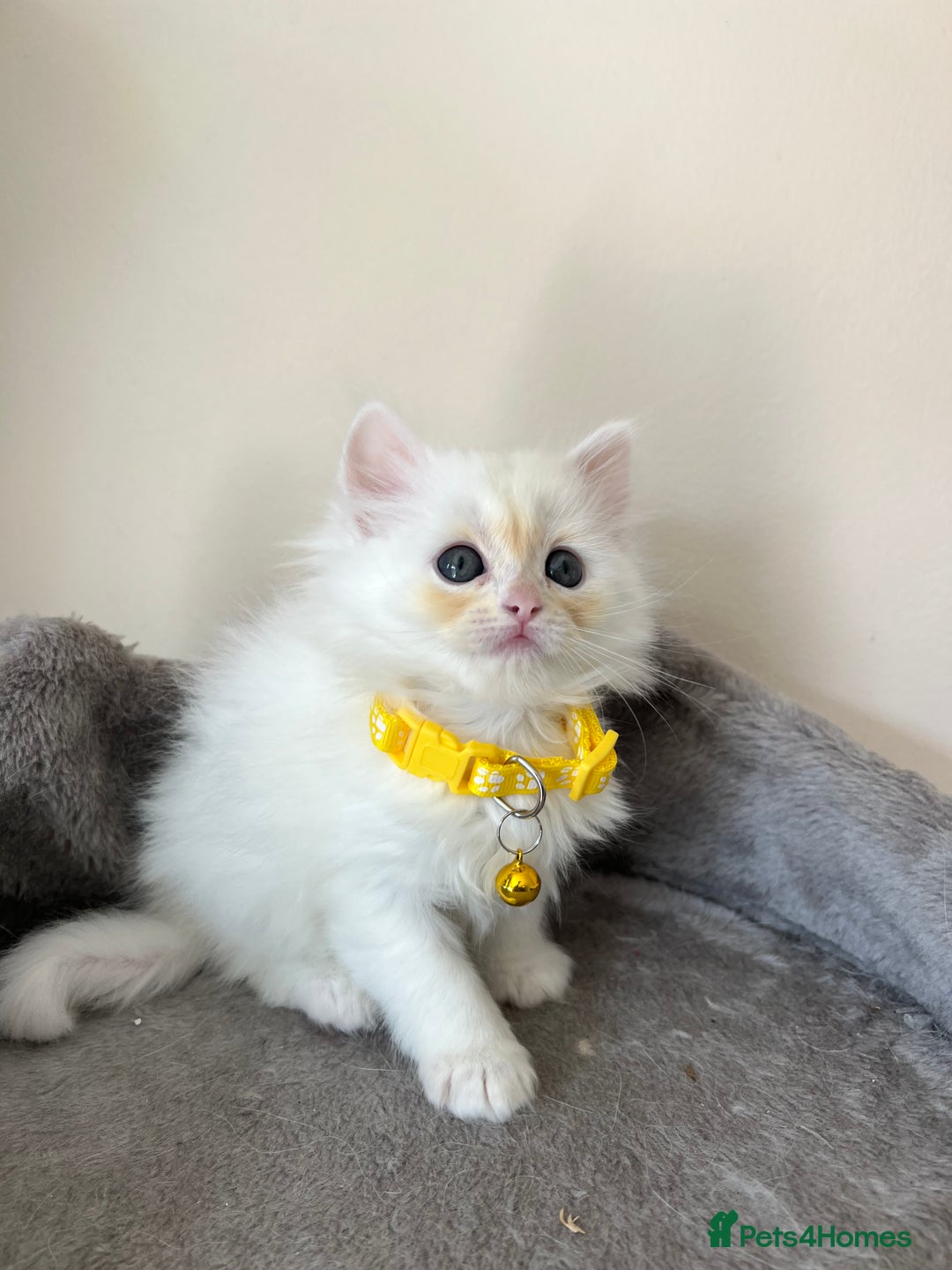 Turkish Angora cats for sale: Turkish Angora/Persian Chanchilla kittens for Sale - Image 9