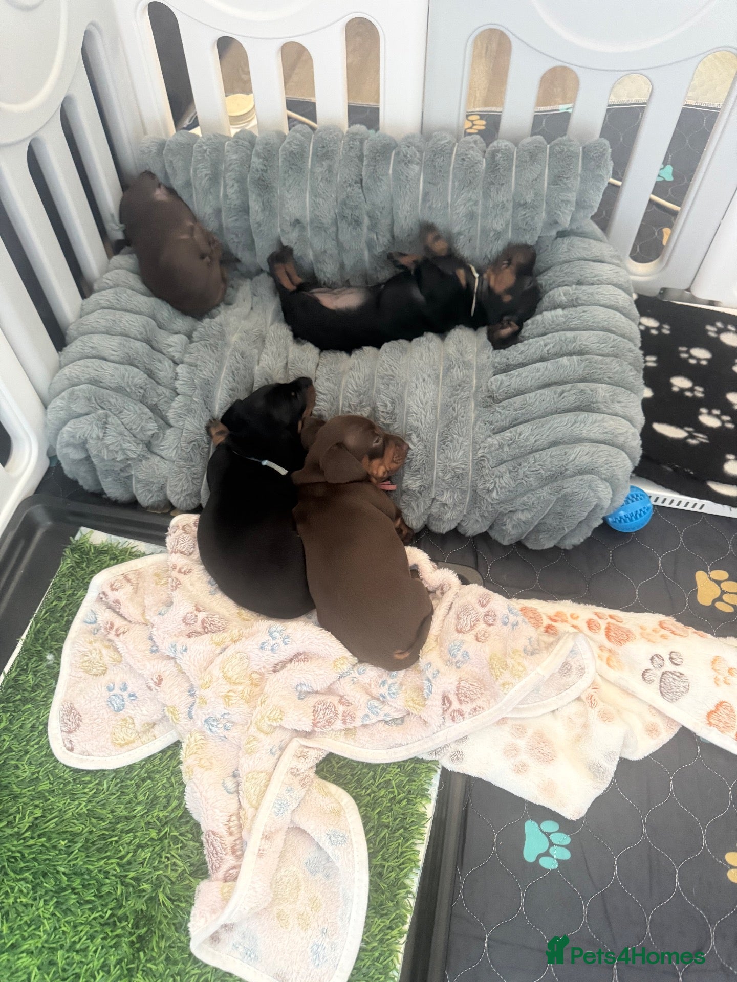 Dachshund dogs 🐾 Gorgeous Mini Dachshund Puppies-Come meet them! - Advert 20