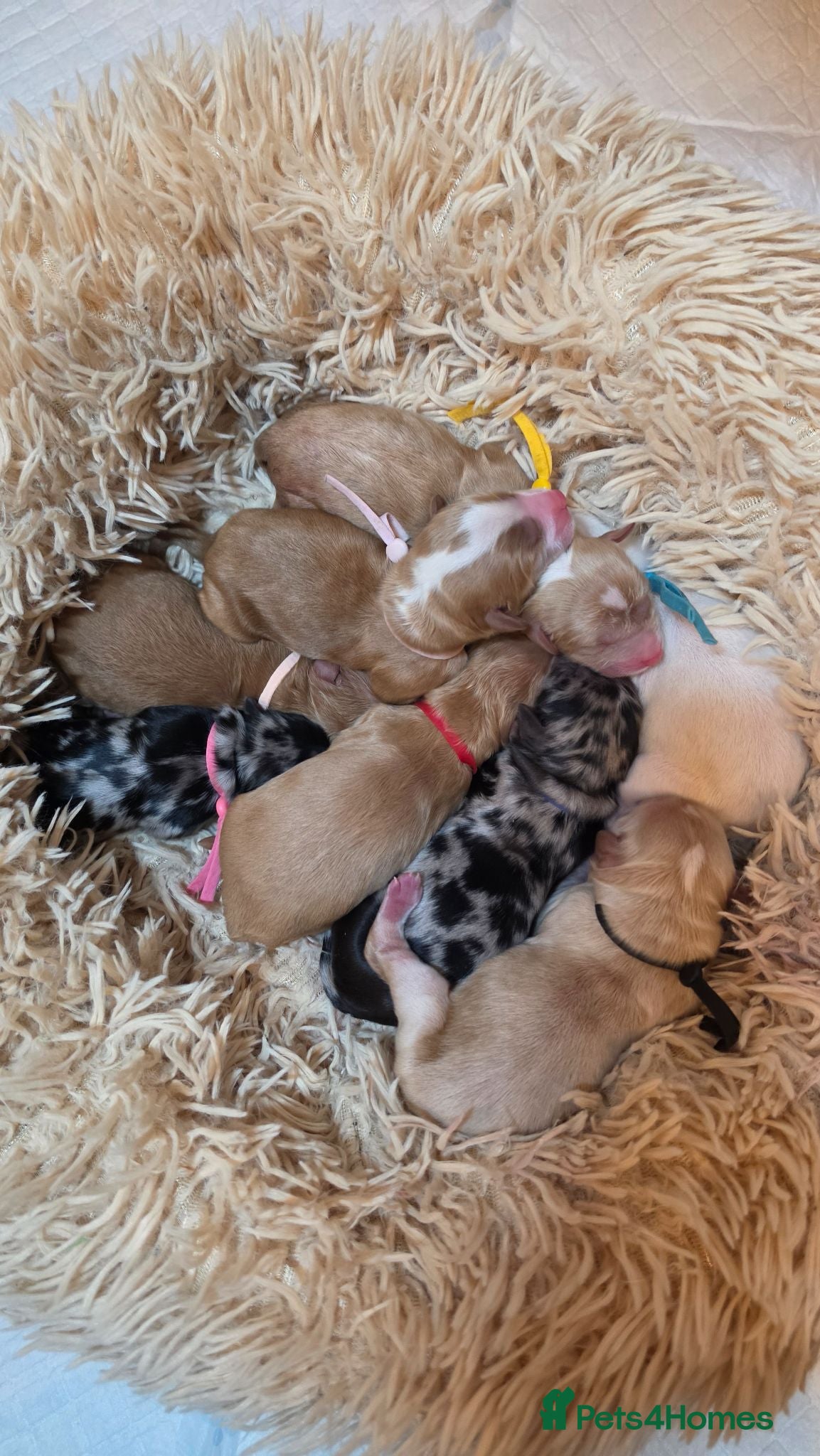 Cavapoo dogs Stunning Cavapoo x Australian Labradoodle puppies  - Advert 1