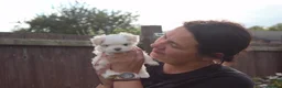 Maltese dogs for sale: Beautiful Maltese Boy in Grantham - Advert 7
