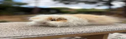 Guinea Pig rodents for sale: Swiss Guinea Pigs - Sows - Advert 4
