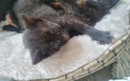 Mixed Breed cats for sale: Mixed tortoiseshell/British short-hair  - Image 5