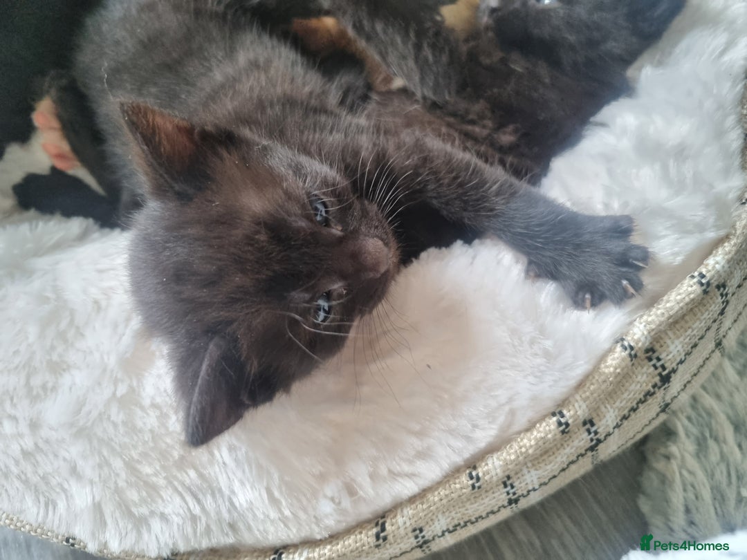 Mixed Breed cats for sale: Mixed tortoiseshell/British short-hair  - Image 5