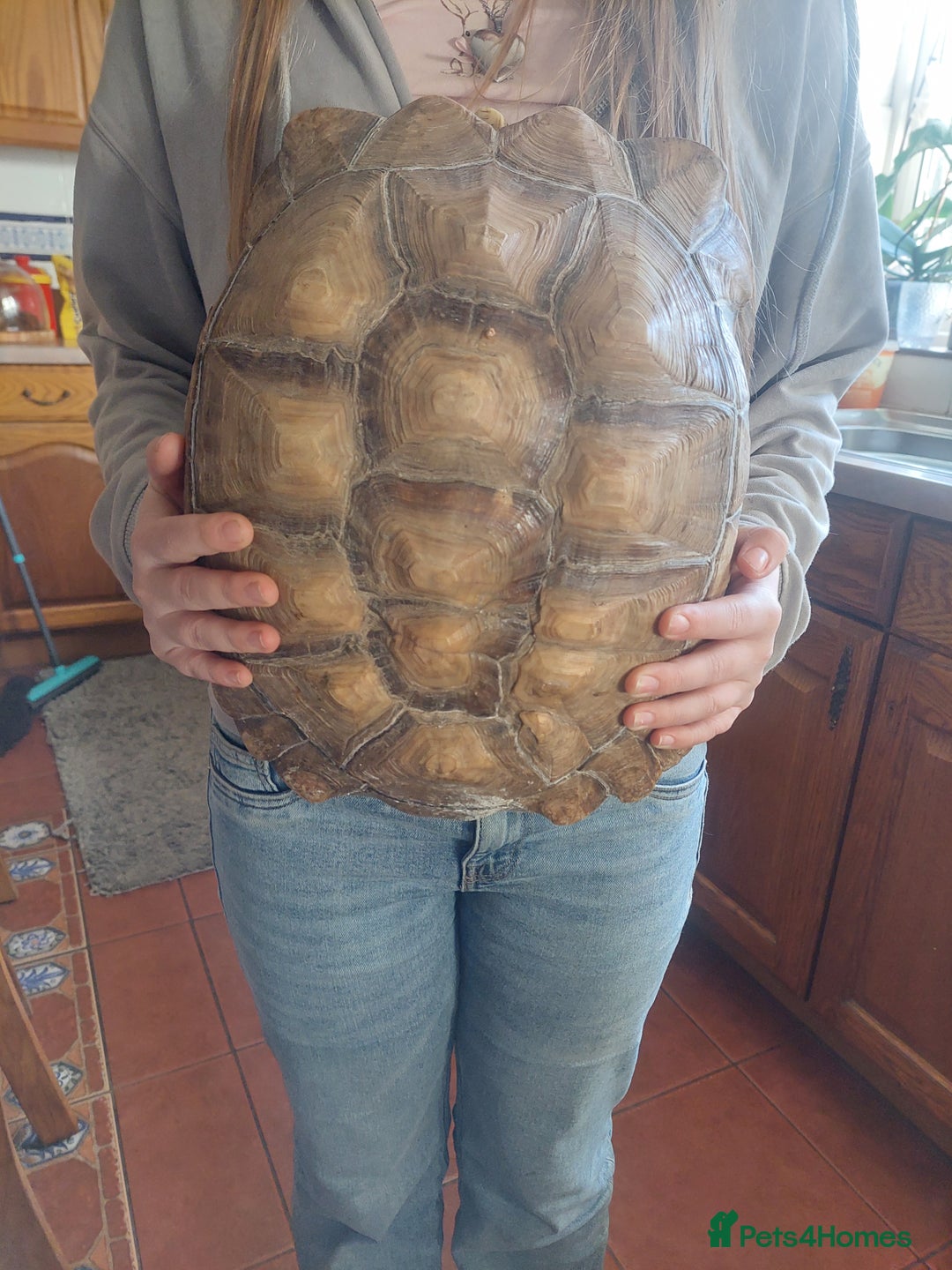 Tortoise reptiles for sale: Large Female Sulcata - Advert 3