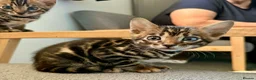 Bengal cats for sale: Exotic Bengal kittens TICA pedigree top quality  - Advert 11