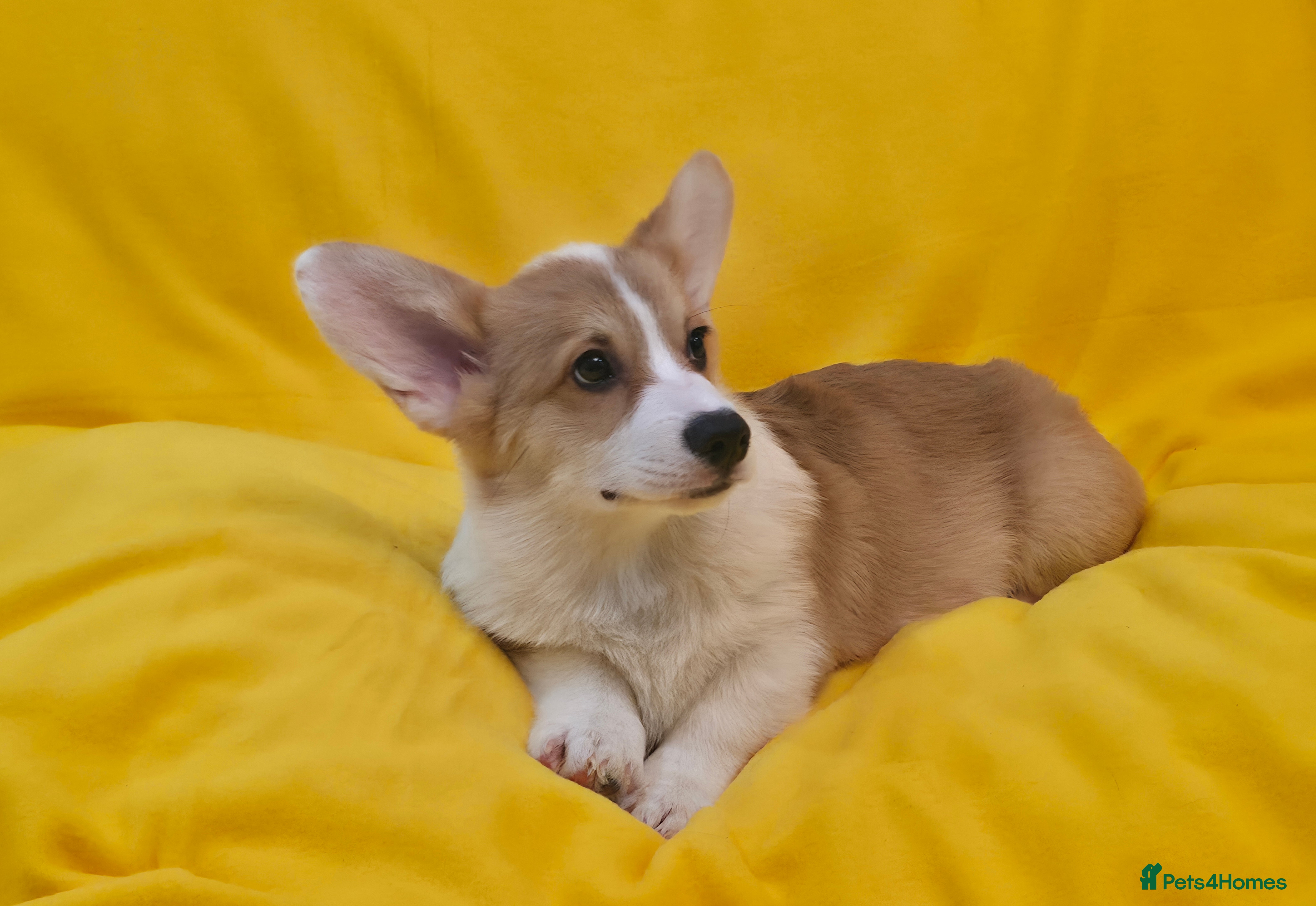Welsh Corgi Pembroke dogs 33rd Gen KC Pembroke Corgi Pups - Advert 3