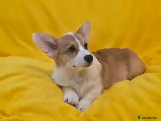 Welsh Corgi Pembroke dogs 33rd Gen KC Pembroke Corgi Pups - Advert 3