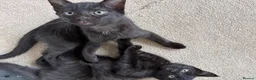 Mixed Breed cats for sale: 3 boys & 1 girl  - Advert 13