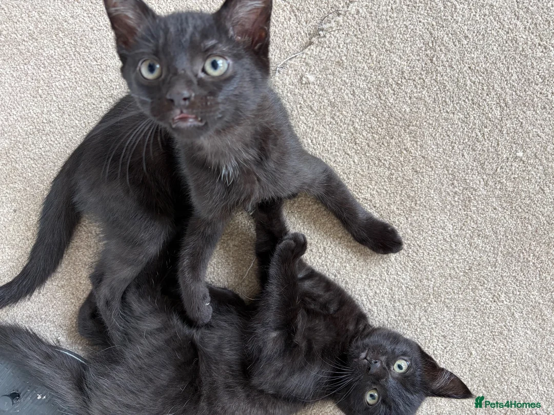 Mixed Breed cats for sale: 3 boys & 1 girl  - Advert 13