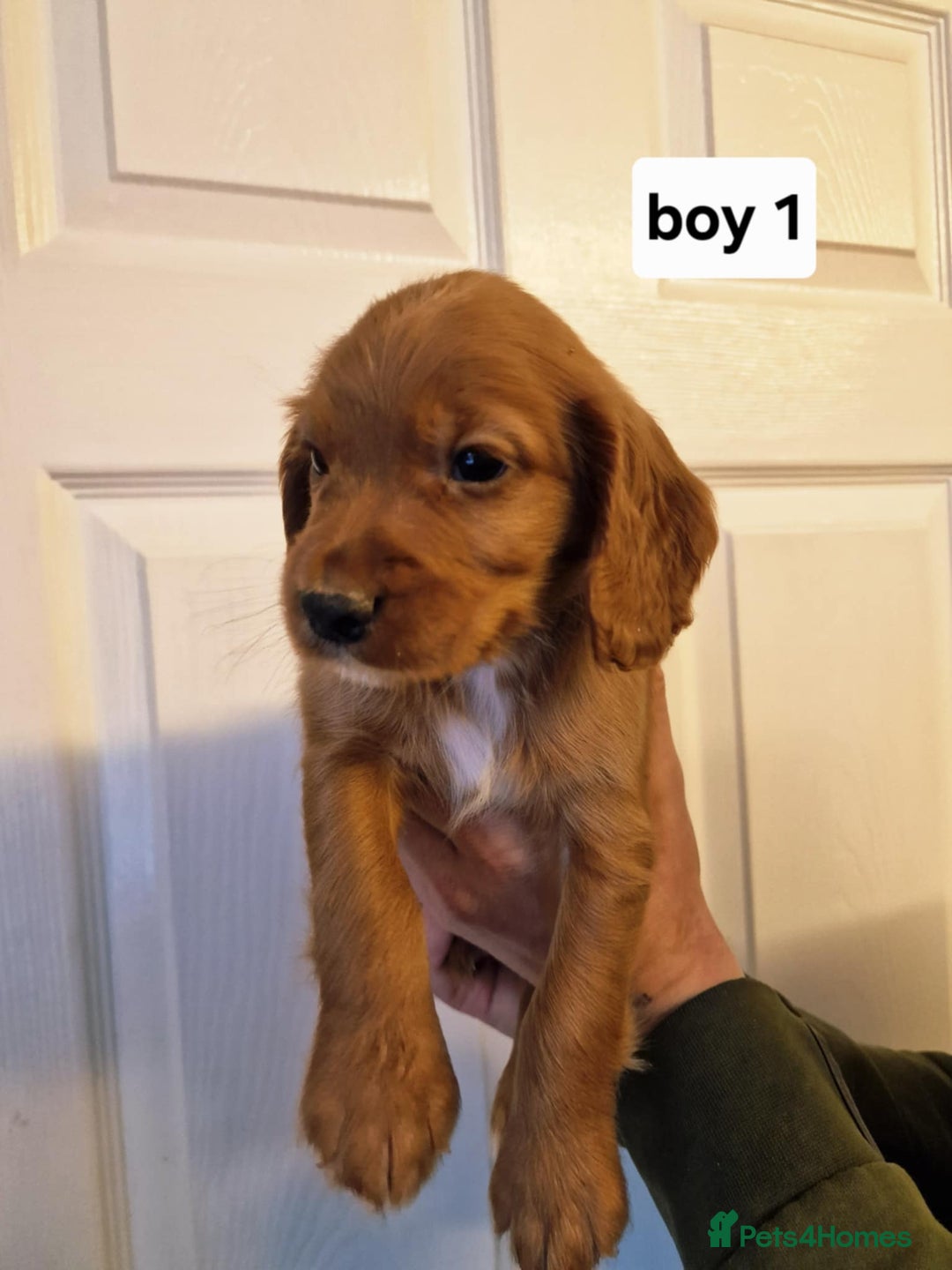 Cocker Spaniel dogs for sale: Excellent pedigree cocker spaniels  - Advert 12