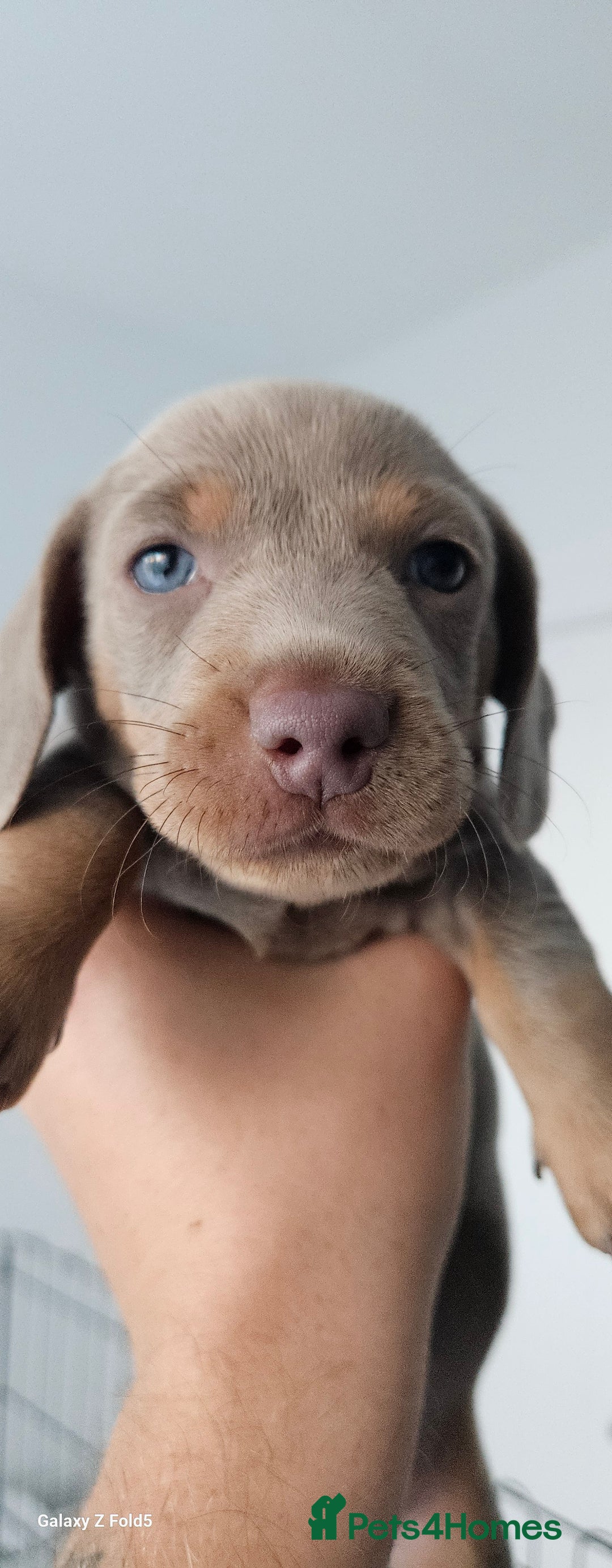 Miniature Dachshund dogs for sale: Silver and Tan Miniature Dachshunds  - Image 3