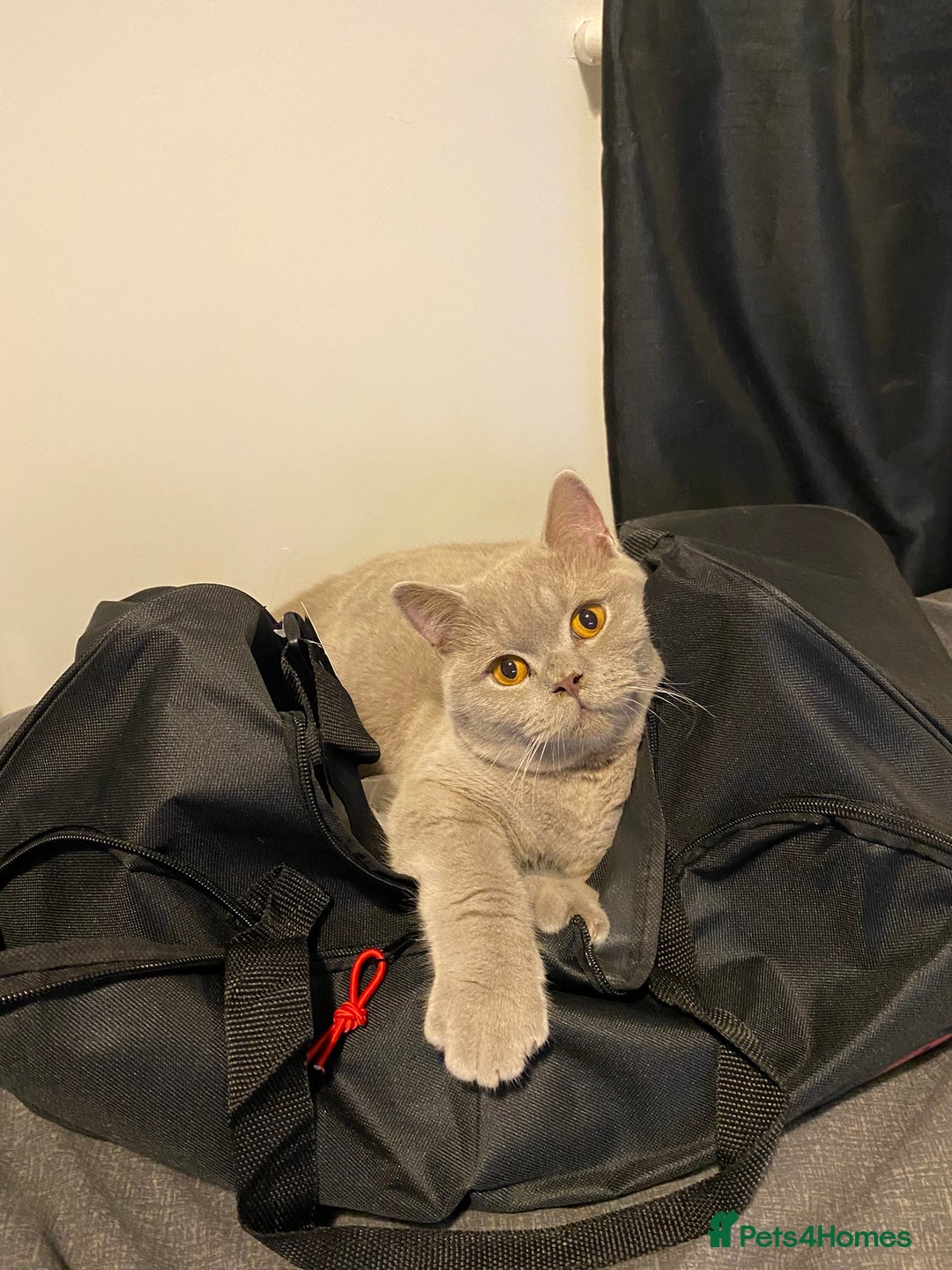 British Shorthair cats for sale: Beautiful Chunkey Kittens Ready for Forever Homes - Advert 4