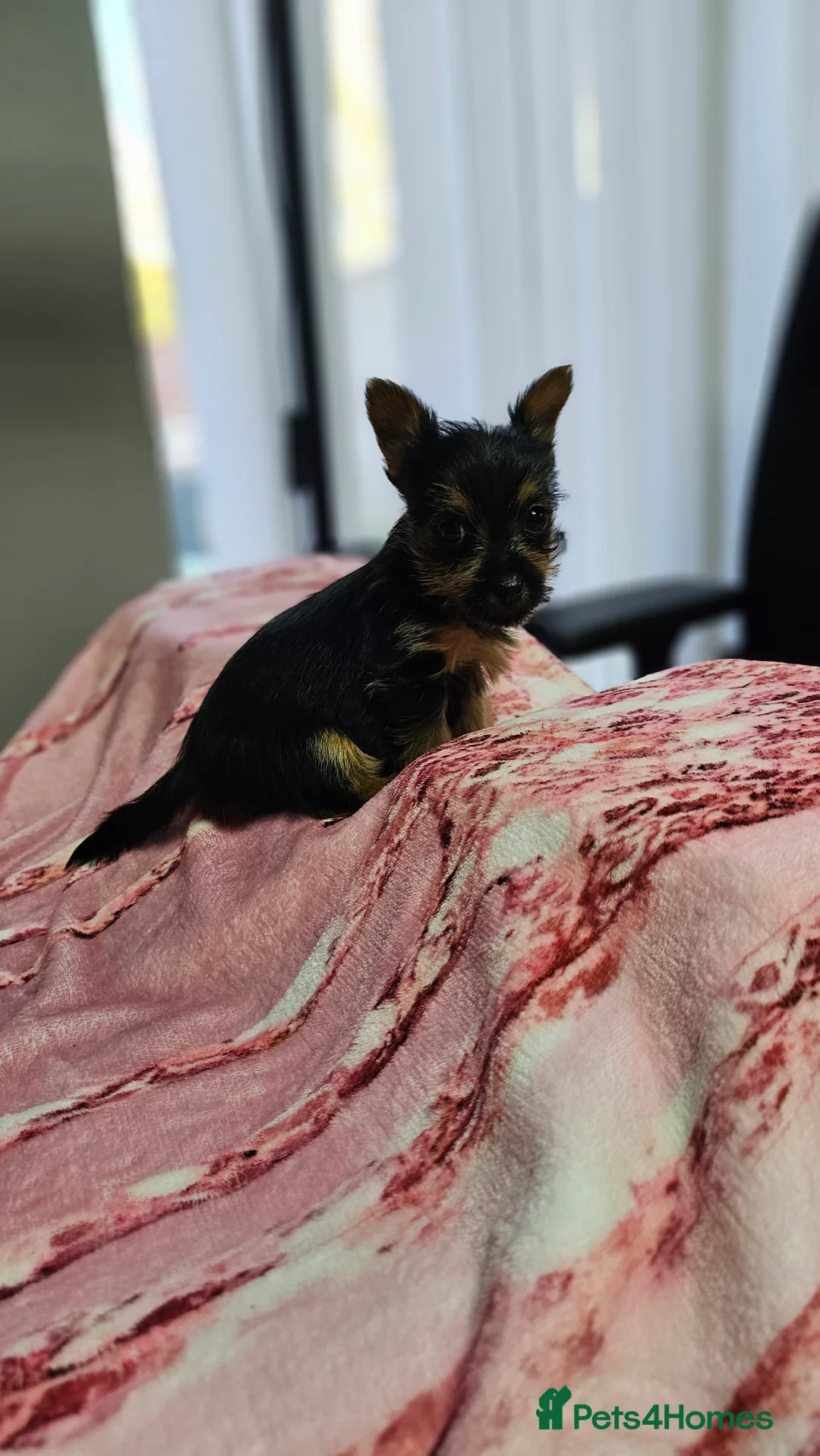 Yorkshire Terrier dogs for sale: Adorable Puppies Looking for Their Forever Homes - Advert 2