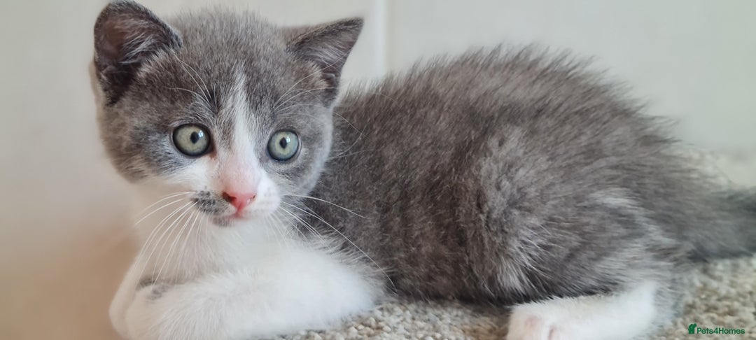 British Shorthair cats for sale: British Blue shorthair, Lilac, Colorpoint Kittens - Image 5
