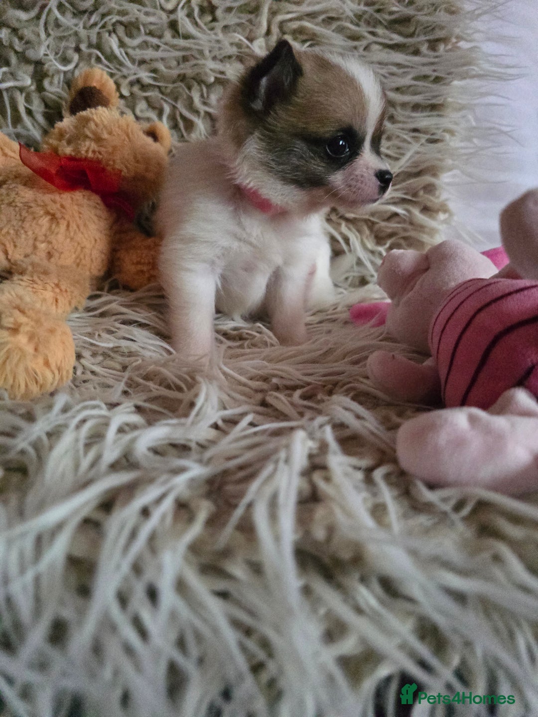 Pomchi dogs for sale: Beautiful Pomchi Puppy's ❤️  - Advert 8