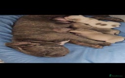 French Bulldog dogs for sale: Beautiful French Bulldog pups  - Image 1