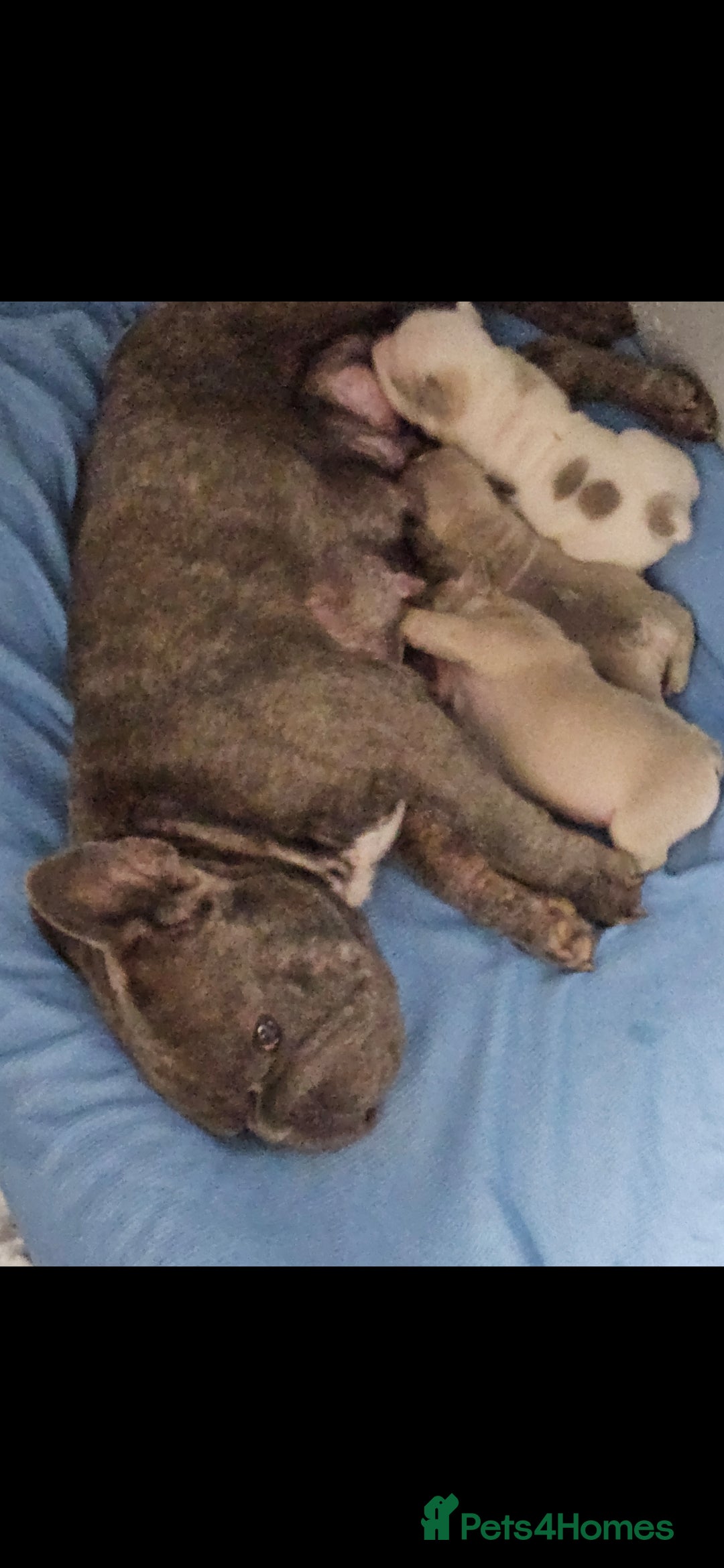 French Bulldog dogs for sale: Beautiful French Bulldog pups  - Image 1
